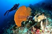 Petrosia nigricans Eponge grise lamellaire Catherine Wakatobi Wangi Island-34m-20180601-Denis-ADER-DSC_2933_tn